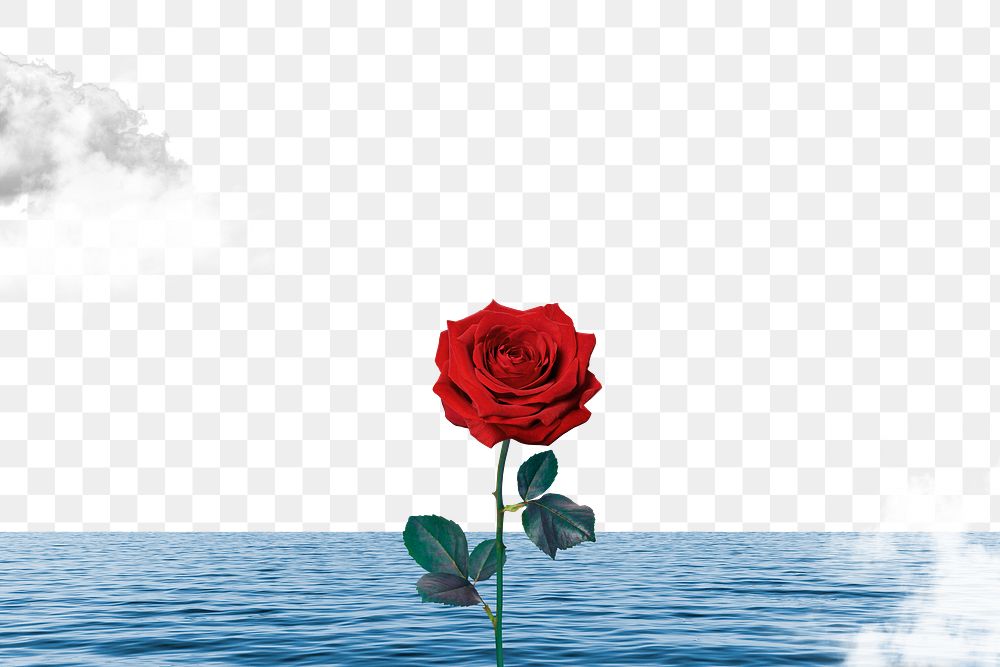 Fantasy ocean rose png, transparent background, nature aesthetic surreal collage