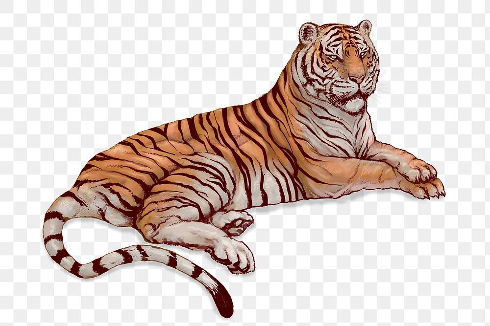 Hand drawn lying tiger overlay