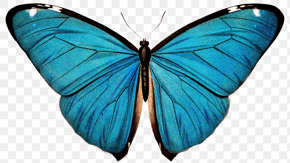 Vintage Common Blue butterfly illustration design element