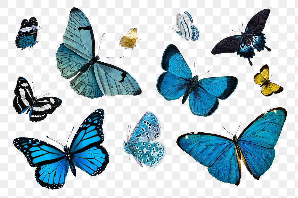 Vintage Common Blue butterflies illustration design element set