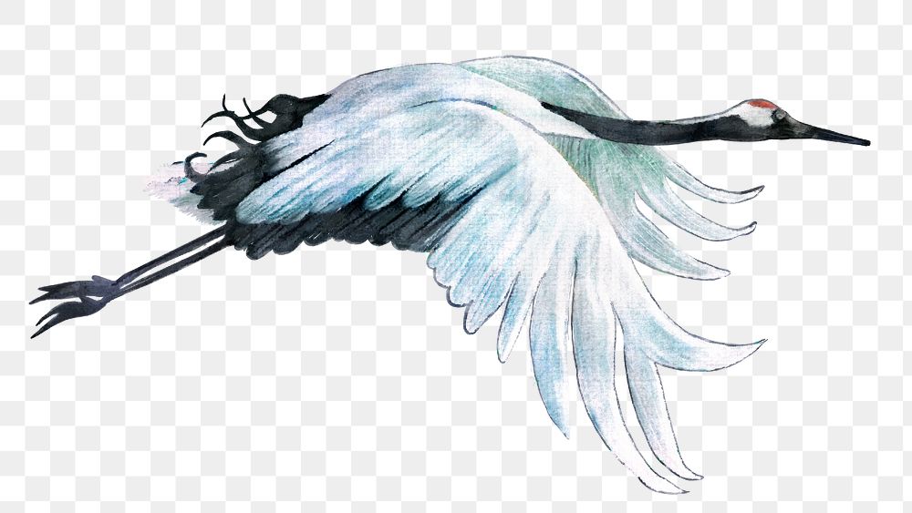 Hand drawn red-crowned crane acrylic paint style design element