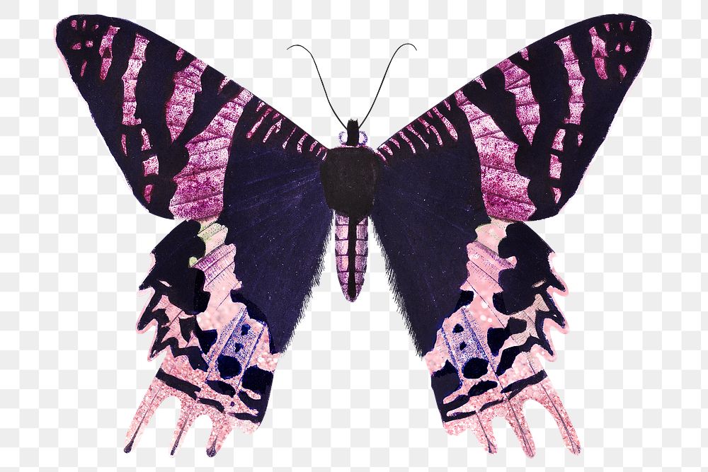 Pink Madagascan Sunset Moth design element