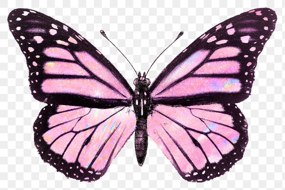 Pink Holographic Butterfly Design Element Premium Png Sticker Rawpixel