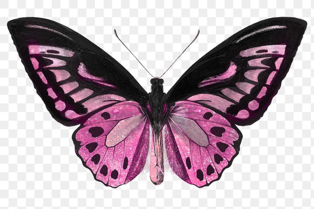 mukikim ebird pink butterfly