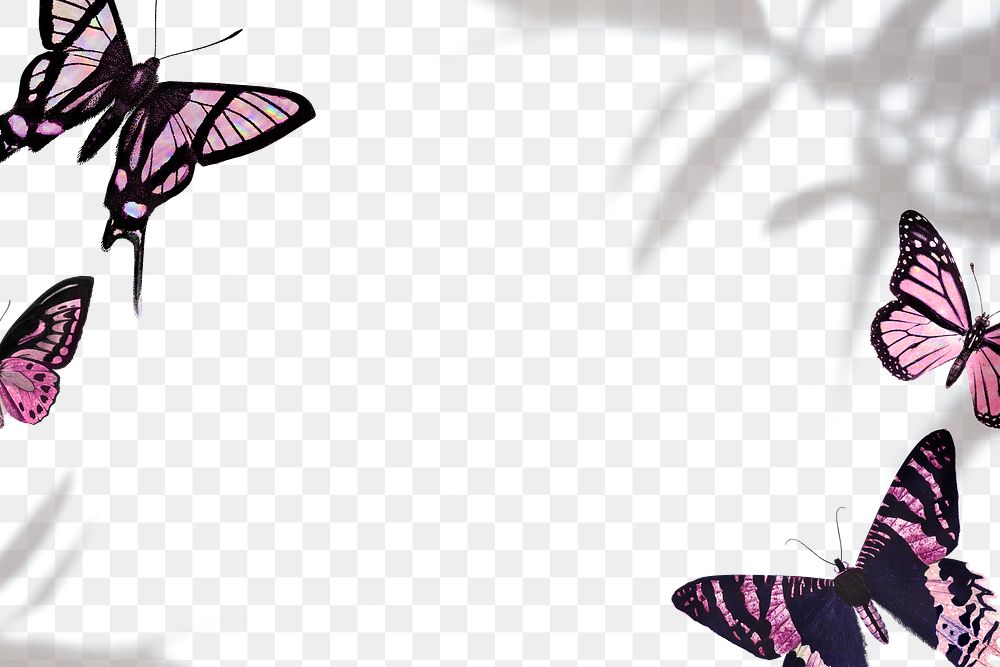 Pink butterfly frame design element