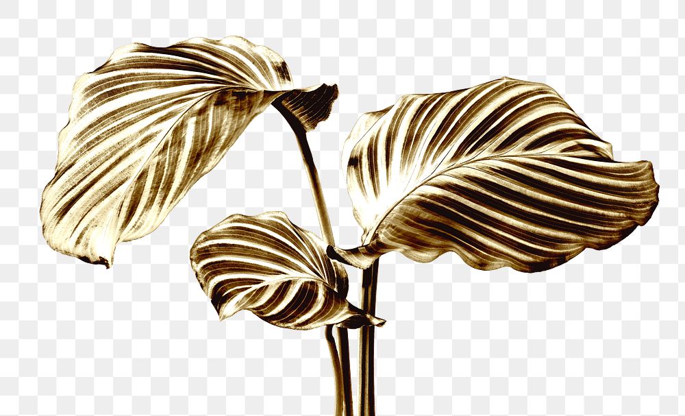 Shiny golden calathea leaves design element  
