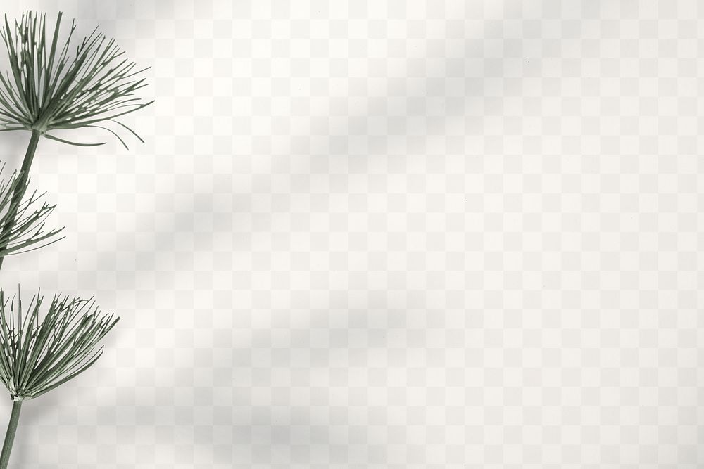 Papyrus plant png transparent with shadow