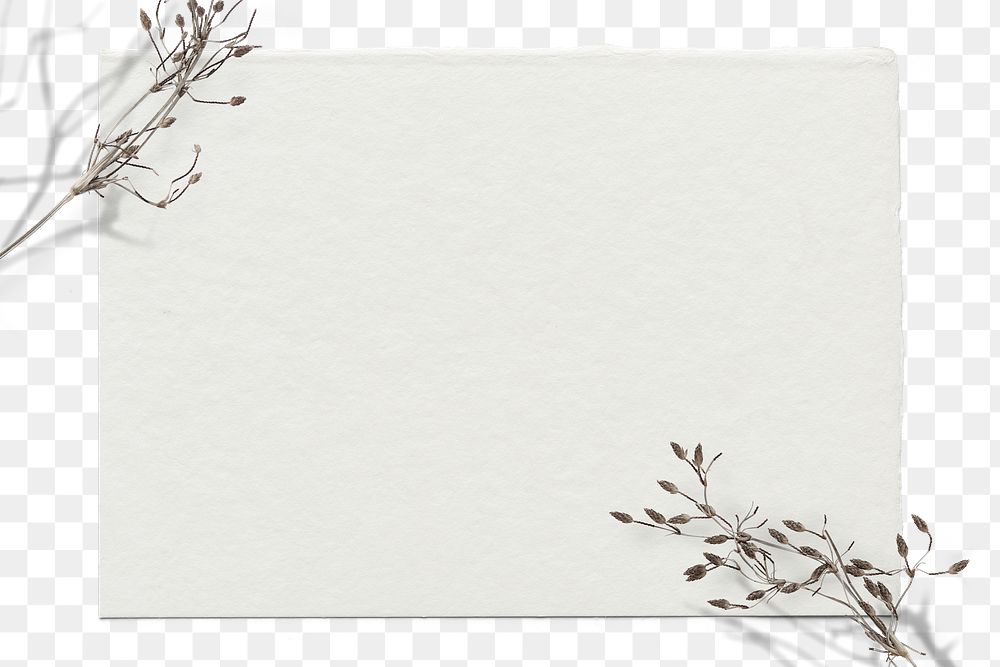 Png dry flower twig background | Premium PNG - rawpixel