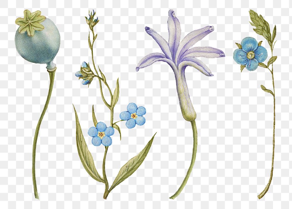 Blue flower png botanical illustration set,… | Free stock illustration | High Resolution graphic Blue flower png botanical illustration set, remix from The Model Book of Calligraphy Joris Hoefnagel and Georg Bocskay