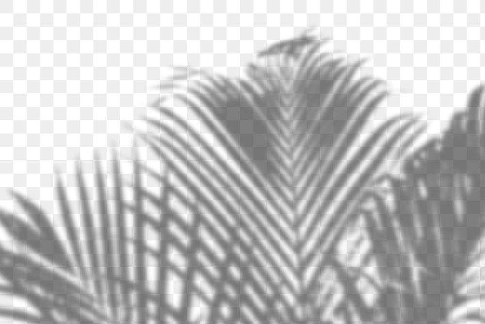 PNG palm tree shadow design | Premium PNG - rawpixel
