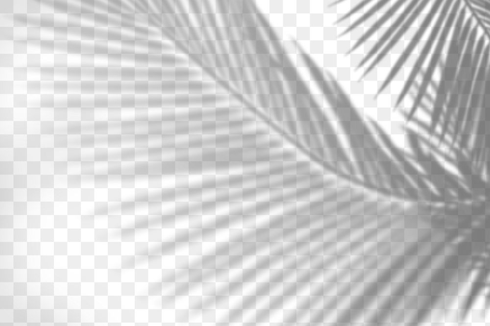 PNG palm tree shadow design element