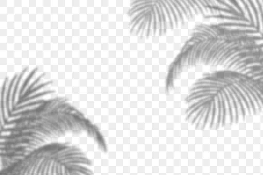 Png tropical leaf shadow background, palm leaves shadow in transparent design