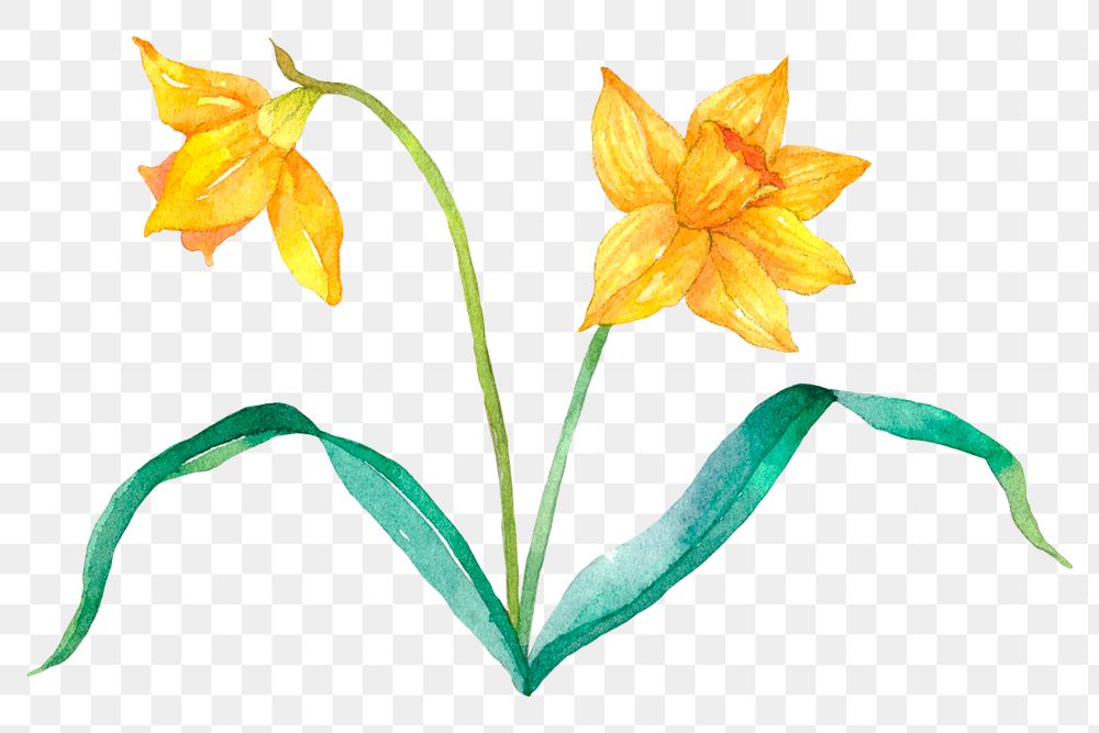 Png Easter daffodil flowers design element watercolor illustration