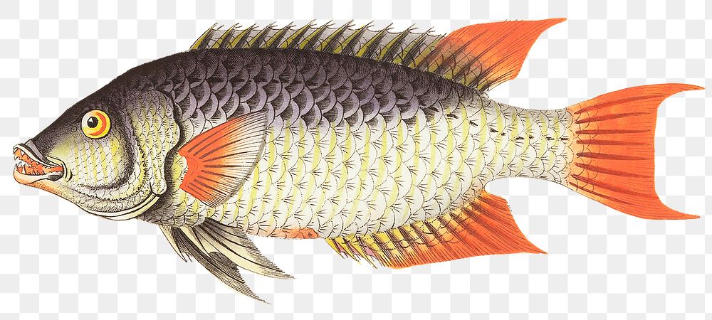 Vintage whitish sparus fish png | Free PNG Sticker - rawpixel