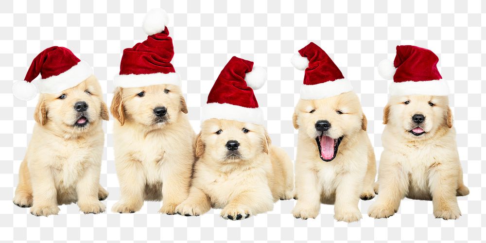 Christmas puppies png sticker, Golden Retrievers collage element on transparent background