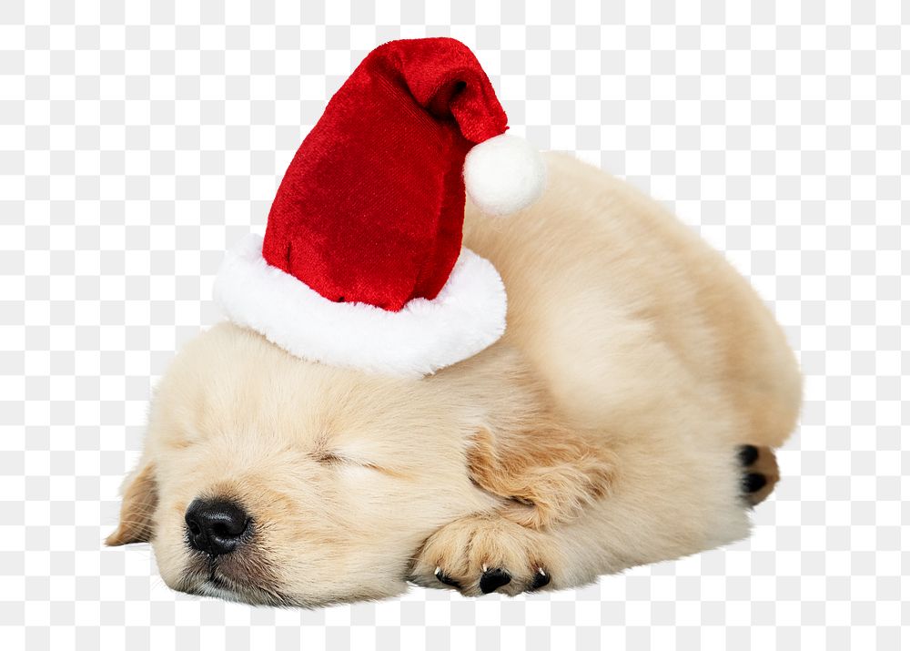 Christmas puppy png sticker, sleeping Golden Retriever on transparent background