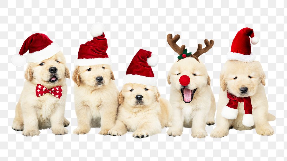 Christmas puppies png sticker, Golden Retrievers pet on transparent background
