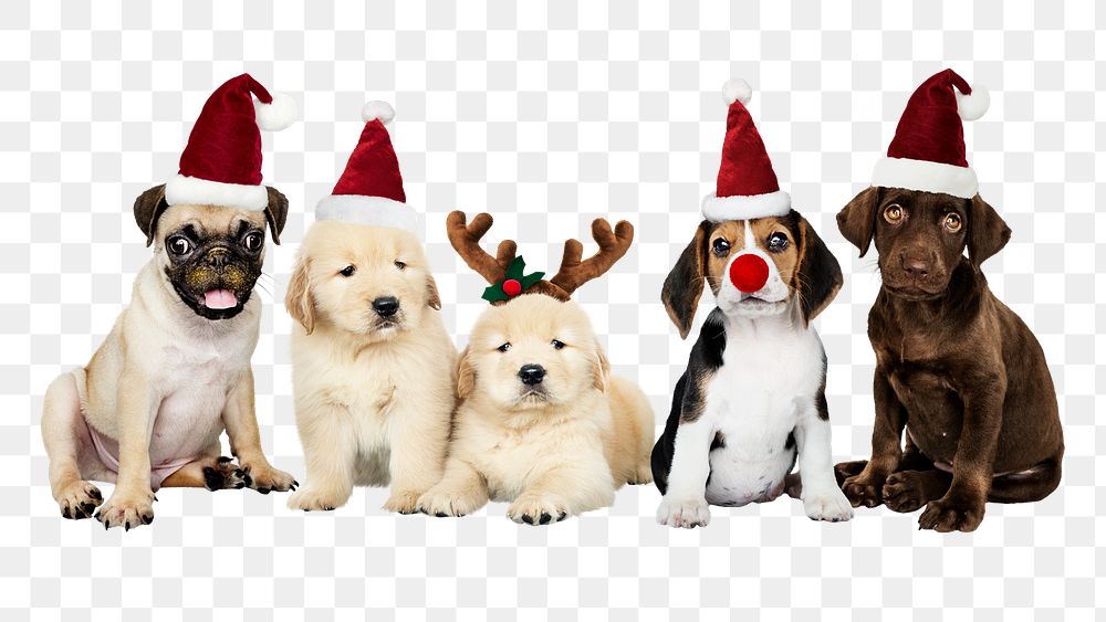 Christmas puppies png sticker, animal on transparent background
