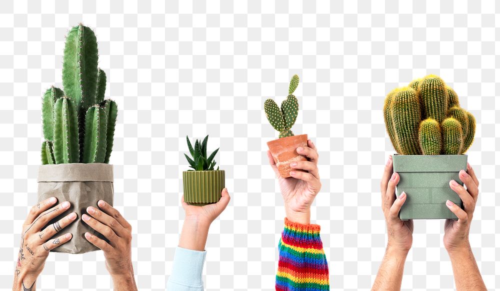 Png plant parent's hand mockup holding cactus