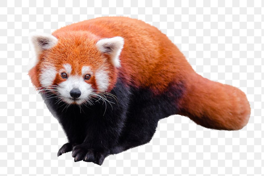 Red panda png, animal, transparent background