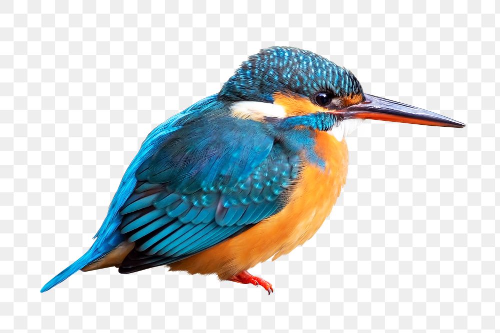 Colorful Kingfisher bird pop art style, Kingfisher Sticker, pastel cute  colors, AI generated. 24553834 PNG