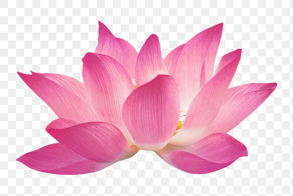 Pink flower png, lotus collage element, transparent background