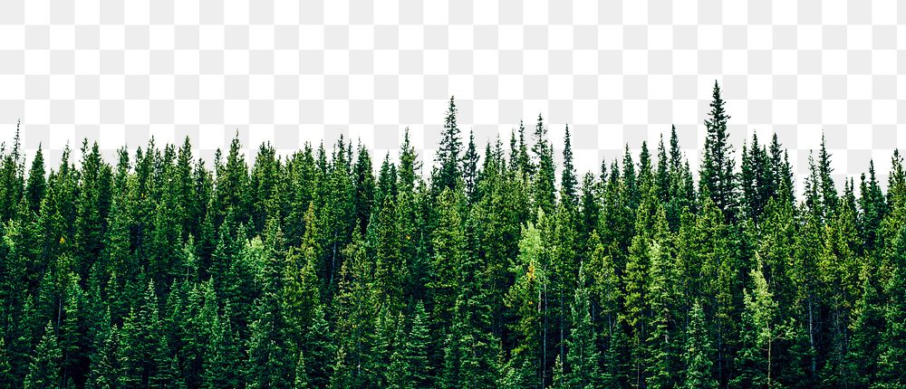 Pine forest png border, transparent background, nature, wilderness