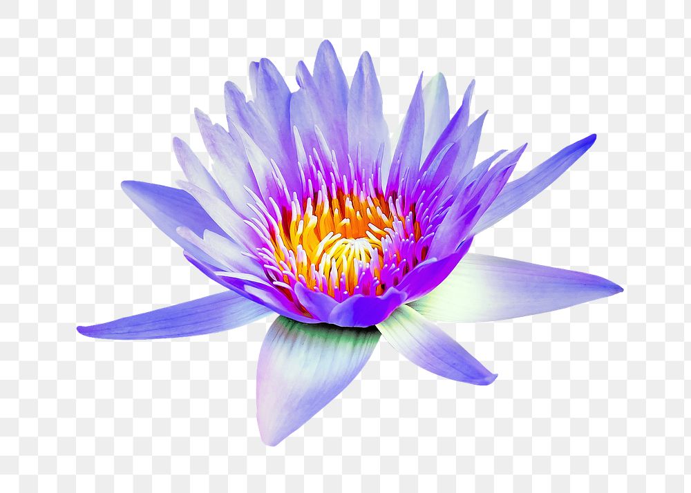 PNG blue water lily, flower clipart, transparent background