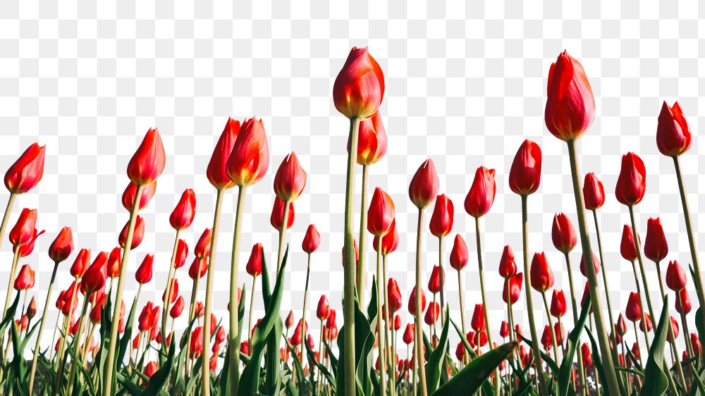 Tulip field png border, transparent background, spring flower aesthetic