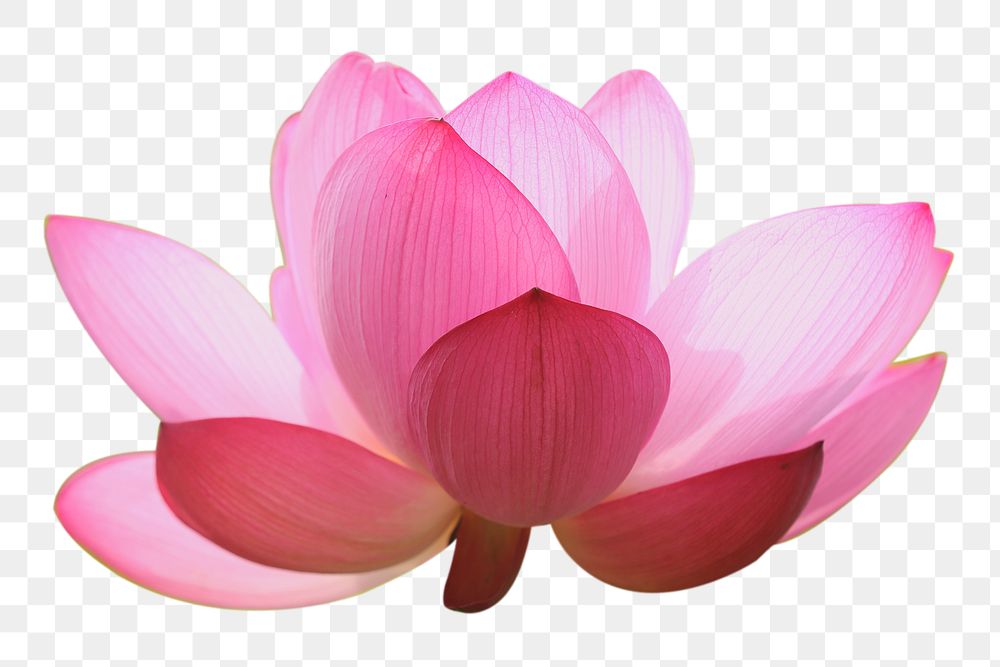 PNG pink lotus, flower collage element, transparent background