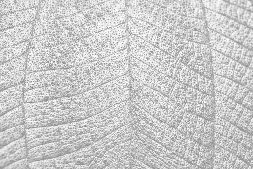 Leaf texture png overlay, abstract design on transparent background