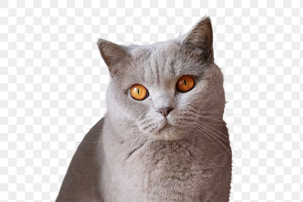 Cat png, pet, transparent background