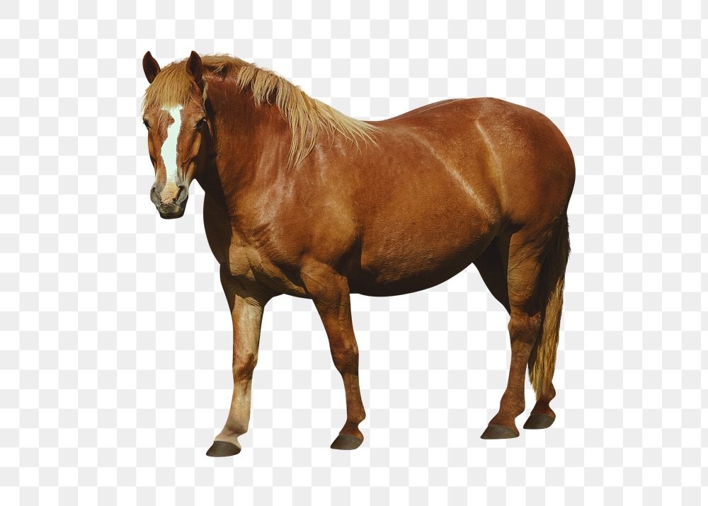 Brown horse png clipart, pet, transparent background