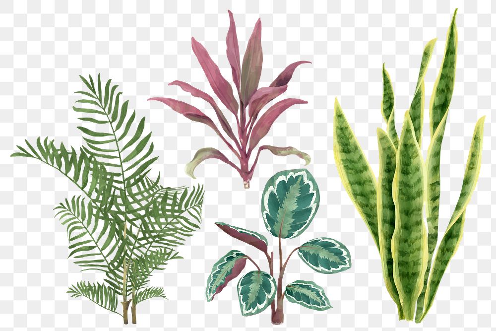 Png watercolor plant botanical set
