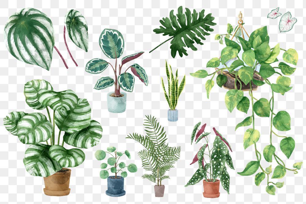 Watercolor botanical png plant set