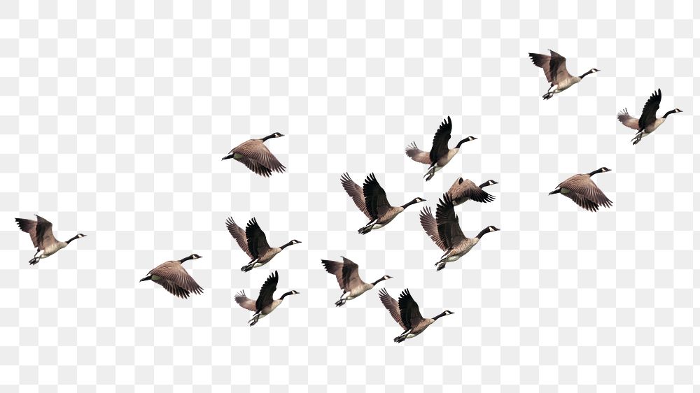 Flying geese png cut out, bird, animal graphic on transparent background