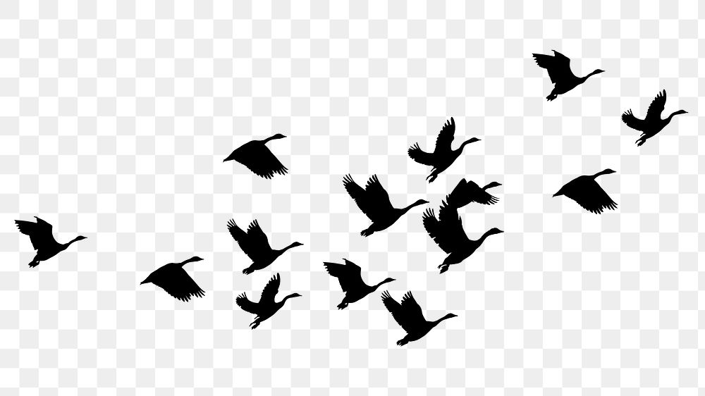 Flying birds png silhouette sticker, animal illustration on transparent background