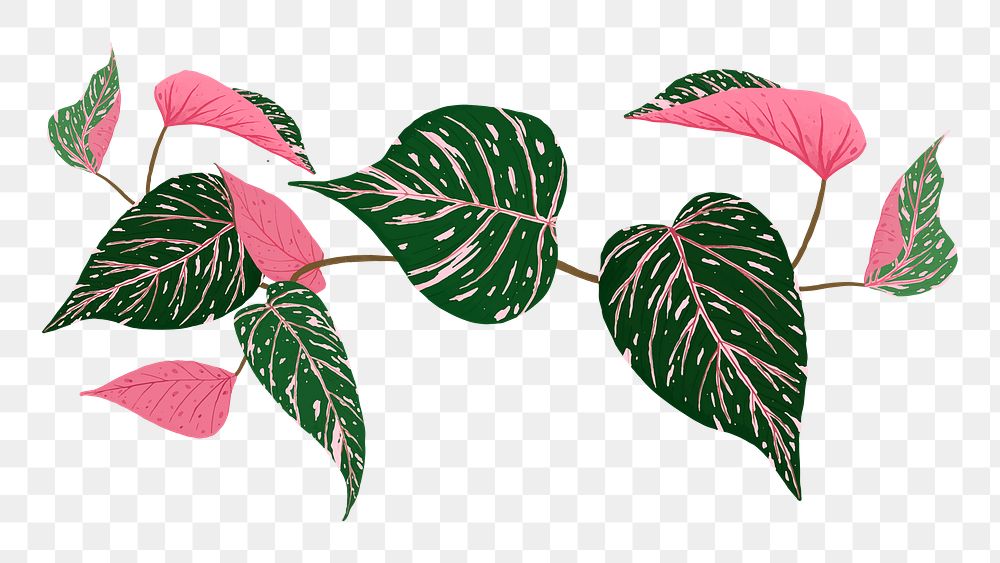 Leaf PNG calathea plant botanical illustration