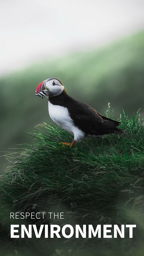 Environment template, Instagram story with puffin in nature