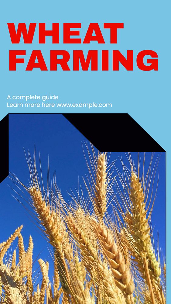 Wheat farming story template, editable social media design