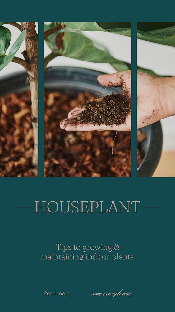 Houseplant tips social story template, editable text