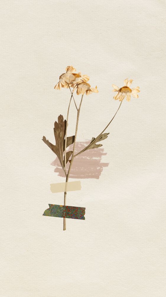 iPhone wallpaper aesthetic dried flower taped, beige background