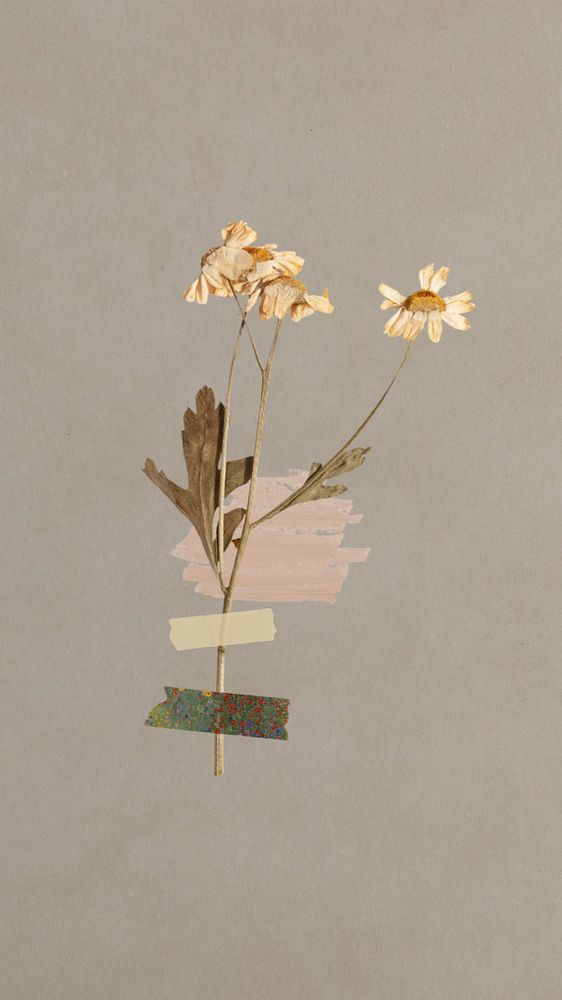 iPhone wallpaper aesthetic dried flower taped, brown background