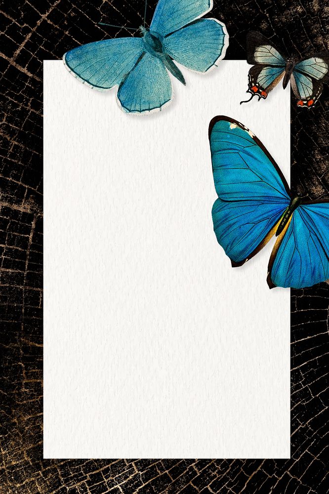 Black butterfly frame marble background