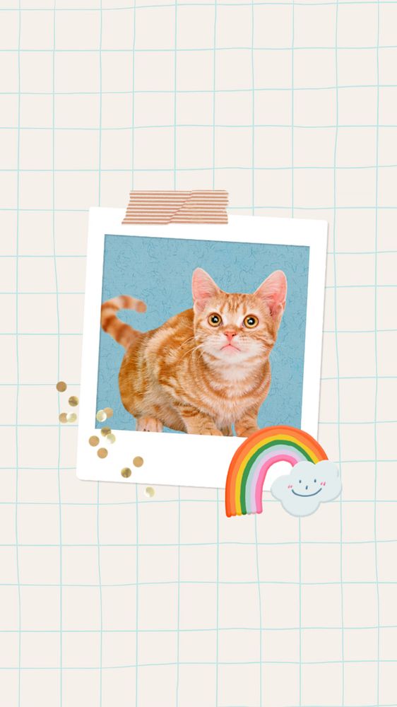 Cute ginger cat iPhone wallpaper, pet animal background