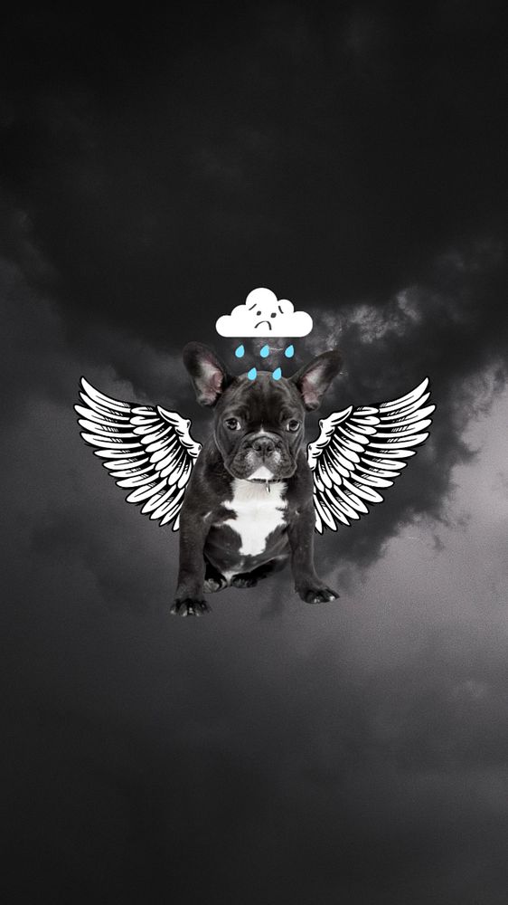 Black bulldog iPhone wallpaper, sad puppy background