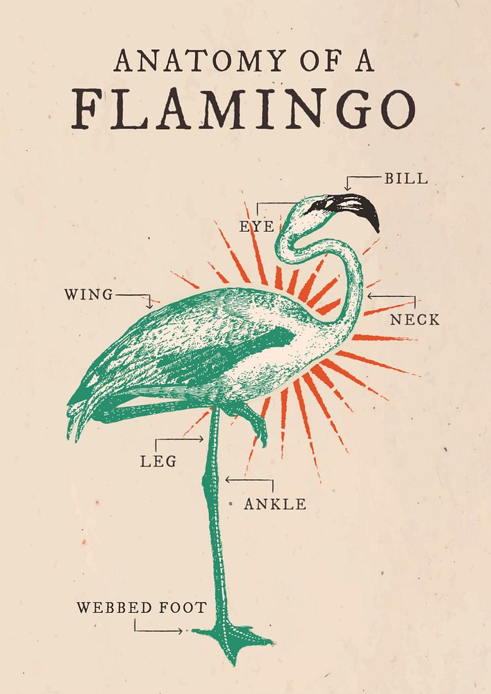 Retro poster editable template,  flamingo design