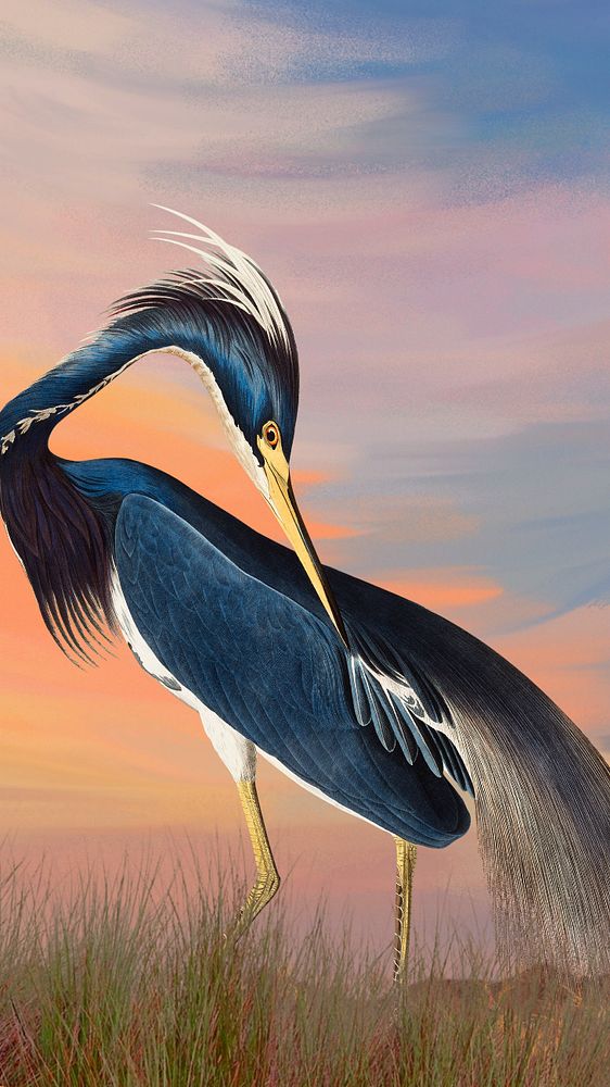Louisiana Heron bird mobile wallpaper, vintage animal background