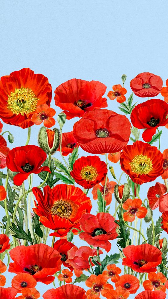 Poppy flower border phone wallpaper, Summer floral background, editable design