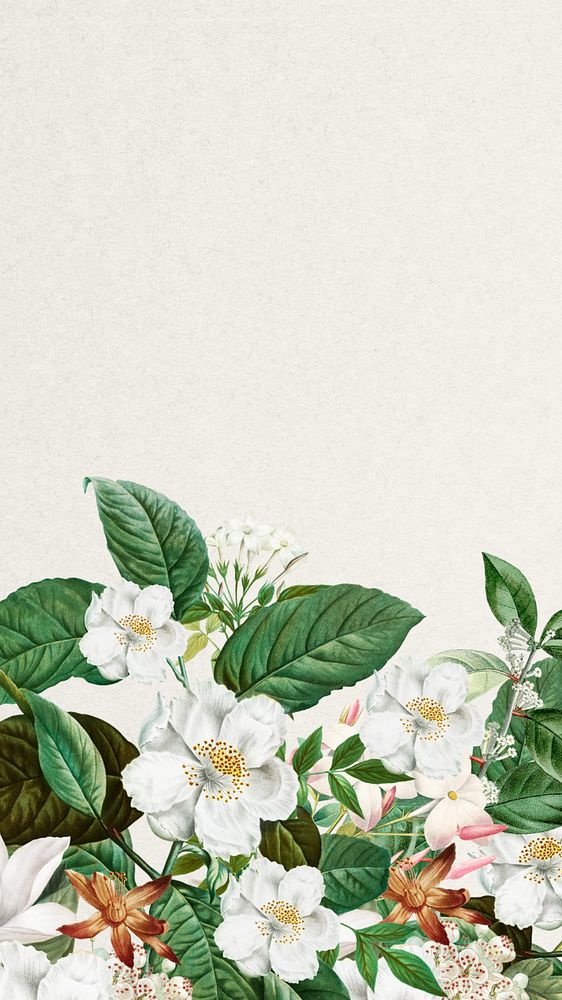 Beautiful jasmine flowers iPhone wallpaper, botanical illustration, editable design